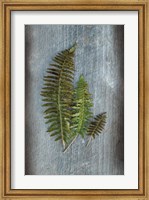Framed Woodland Fern VI