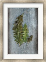 Framed Woodland Fern VI