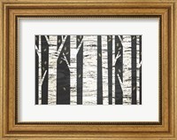 Framed Birch Forest