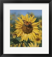 Framed Sunflower/Butterflies