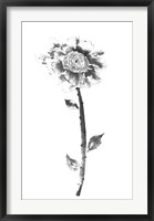 Framed Ink Rose