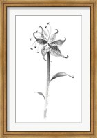 Framed Ink Tiger Lily