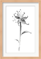 Framed Ink Tiger Lily