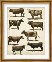 Framed Antique Cow Chart