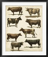 Framed Antique Cow Chart