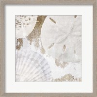 Framed White Shells I