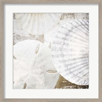 Framed White Shells II