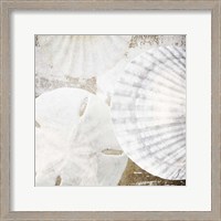 Framed White Shells II