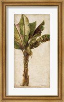 Framed Tropic Banana I