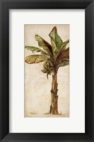 Framed Tropic Banana II