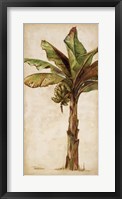 Framed Tropic Banana II