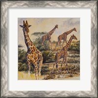 Framed Safari III