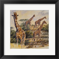 Framed Safari III