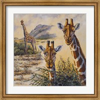 Framed Safari IV