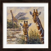 Framed Safari IV