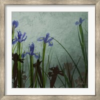 Framed Blue Irises II