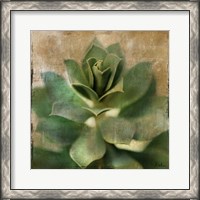 Framed Succulent I