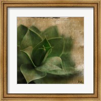 Framed Succulent II