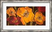 Framed Dazzling Poppies II (black background)