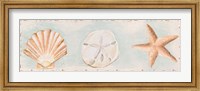 Framed Sandy Shells I