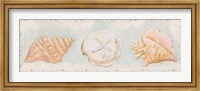 Framed Sandy Shells II