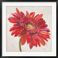 Framed Red Gerber Daisy