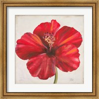 Framed Red Hibiscus
