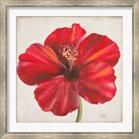 Framed Red Hibiscus