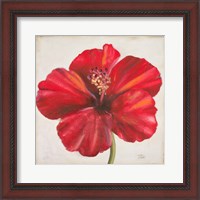 Framed Red Hibiscus