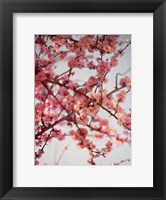 Framed Cherry Blossoms I