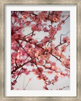 Framed Cherry Blossoms I
