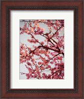 Framed Cherry Blossoms II