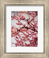 Framed Cherry Blossoms II