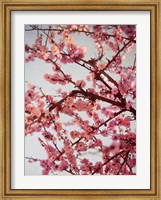 Framed Cherry Blossoms II