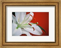Framed White Lily