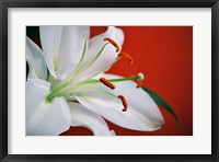 Framed White Lily