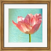 Framed Pink Tulip