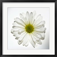 Framed White Daisy II