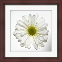 Framed White Daisy II