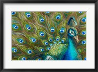 Framed Wild Feathers
