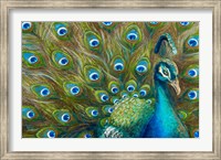 Framed Wild Feathers