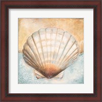 Framed Seashell Collection III