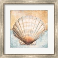 Framed Seashell Collection III