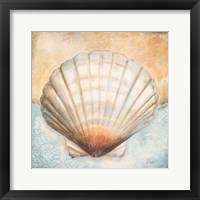 Framed Seashell Collection III