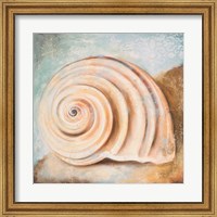 Framed Seashell Collection IV