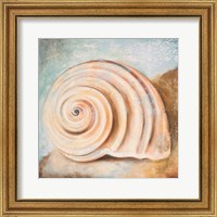 Framed Seashell Collection IV