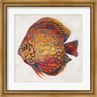 Framed Little Fish II