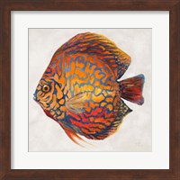 Framed Little Fish II