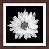 Framed White Daisy I