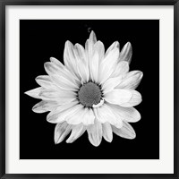 Framed White Daisy I